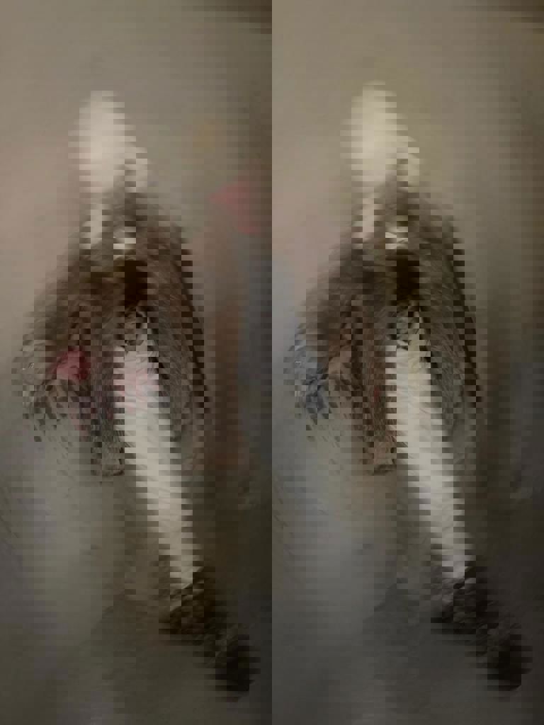 Gotu Jim Tourfoto (Los) (2)